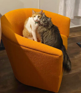 Lisa Knecht's 2 Cats Enjoying a Twister Chair